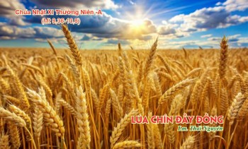 Lúa chín đầy đồng (Mt 9,36 – 10,8)