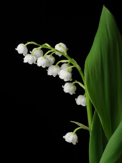 Convallaria majalis