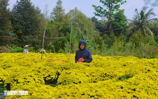 Mùa hoa nở lỡ hẹn!